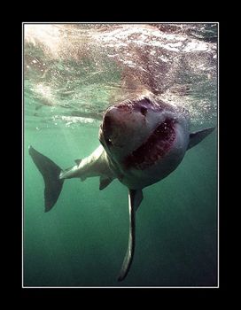 You wait for the shark to get close enough, hope he will ... by Johannes Felten 